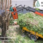 Keep Your Trees Healthy and Safe with Professional elk grove tree service