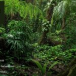 Medicinal Mushroom Extract | Herbaniq.eu