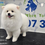 Facial Grooming Pets Mobile | Poshpamper.ae