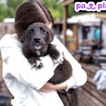 Find Puppy Love on Top Dating Websites for Dogs