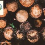 Get Safe and Efficient Solutions with Professional tree removal placerville