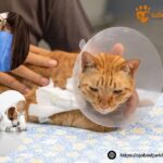 Avliva hund i Simrishamn med omtanke – Sjobodjurklinik.se