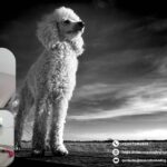 Tienda de Mascotas en León: todo para tu compañero