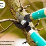 A Quiet Grove: A Tale of Pruning and Friendship