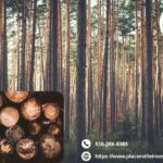 Maintain Shape and Health Easily with Expert tree trimming Placerville CA