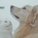 Urinary & Kidney Cat Food – Renale Unterstützung fürs Katzenleben