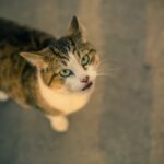 Buy Pet Keeper Plastic Tank Online Uk | Yopet.co.uk