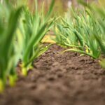 Fresh Fruit Avocado Supplier – Reliable Tanzanian Produce