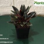 Outdoor Plants Online In India | Plantshub.in