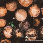 A Quiet Drive Through Placerville’s Canopy of Care