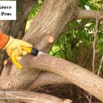 Protect and Beautify Your Property with Trusted elk grove tree services