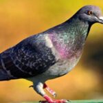 Edmonton Exterminator: Safe, Local Pest Control Solutions