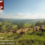 Goat Meat Export Services to Qatar – Premium Halal Carcasses