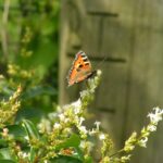 Palm Tree Trimming Naples: Expert Care for Stunning Palms