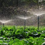 Garden Renovation Company In Dubai | Paradise-escape.ae