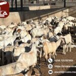Fresh and processed sheep carcass meat in Kuwait available