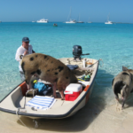 Exuma Bahamas: Swim With Pigs – An Unforgettable Experience