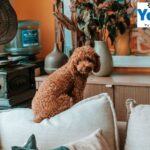 Cat Chew Toys for Sale in UK | Find Fun, Safe Chews