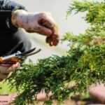 A Green-turning Tale of Craft and Care in a Quiet Suburban Garden