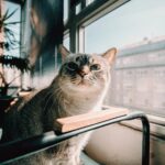 Dentalife ActivFresh Sticks: Fresh Breath for Happy Pets