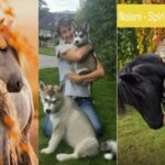 Diplomierte Tierkommunikation Schweiz – Stärken Sie Ihre Bindung