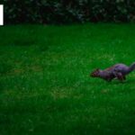 Professional Gardening Services by Tidy Gardeners Bristol