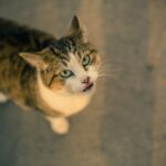 Hamster Litter Tray – Buy Online UK | Yopet.co.uk