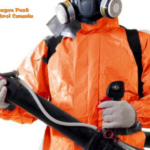 Edmonton Exterminator: Safe, Effective Pest Control Solutions