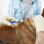 Mobile Vet Care at Home: Gentle Support for Your Pet’s Comfort