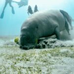 Red Sea Yacht Charters: Luxury Floating Resort Experiences