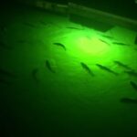 Underwater Fish Lights: Bright, Reliable Dock and Boat Illumination