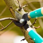 Professional Tree Trimming in Elk Grove | Safe, Healthy Trees