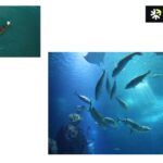 Buy Dry Fish Scale: High-Quality, Sustainably Sourced