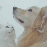 Natural Urinary Care for Dogs: Gentle, Effective Support