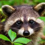 Humane Animal Removal Service: Safe, Ethical Wildlife Solutions