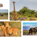 Ol Pejeta Nature Reserve: Wild Safaris and Pristine African Beauty