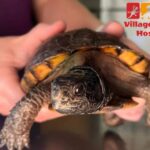 Village Animal Hospital: Caring Vet Care for Your Pet