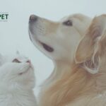 Natural Urinary CARE for Dogs: Gentle, Effective Support
